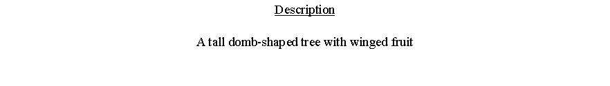 Text Box: DescriptionA tall domb-shaped tree with winged fruit 