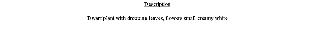 Text Box: DescriptionDwarf plant with dropping leaves, flowers small creamy white 