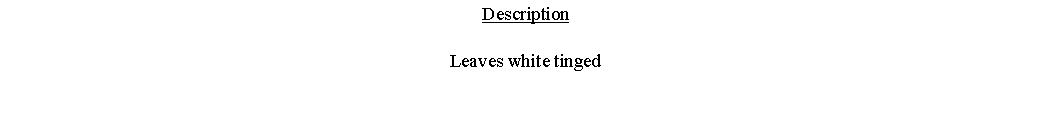Text Box: DescriptionLeaves white tinged 