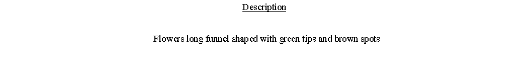 Text Box: Description  Flowers long funnel shaped with green tips and brown spots 