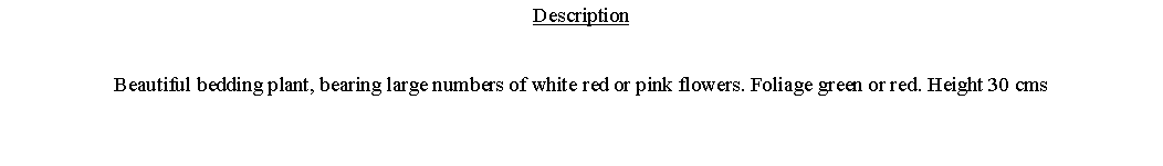 Text Box: DescriptionBeautiful bedding plant, bearing large numbers of white red or pink flowers. Foliage green or red. Height 30 cms 