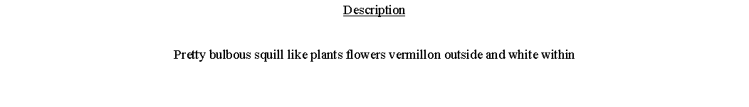 Text Box: DescriptionPretty bulbous squill like plants flowers vermillon outside and white within 