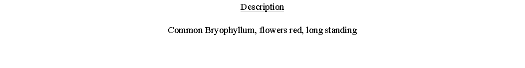 Text Box: DescriptionCommon Bryophyllum, flowers red, long standing 