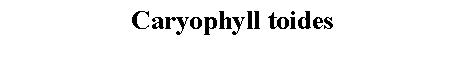 Text Box: Caryophyll toides 