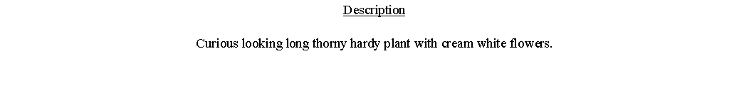 Text Box: DescriptionCurious looking long thorny hardy plant with cream white flowers. 