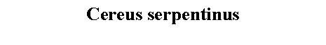 Text Box: Cereus serpentinus 