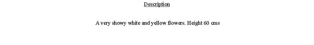 Text Box: Description A very showy white and yellow flowers. Height 60 cms 