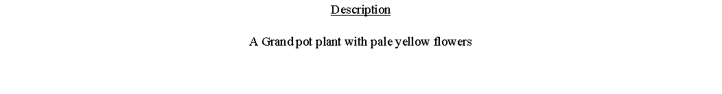 Text Box: DescriptionA Grand pot plant with pale yellow flowers 