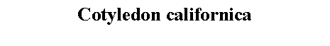Text Box: Cotyledon californica 
