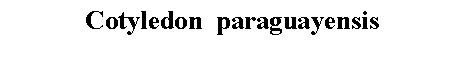 Text Box: Cotyledon  paraguayensis 
