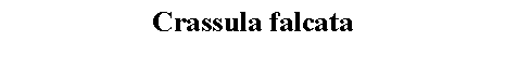 Text Box: Crassula falcata 