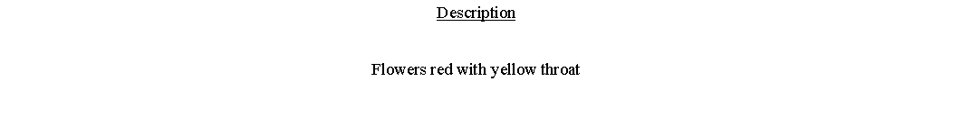 Text Box: DescriptionFlowers red with yellow throat 