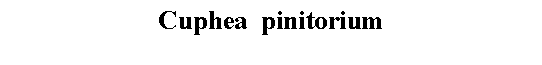 Text Box: Cuphea  pinitorium 