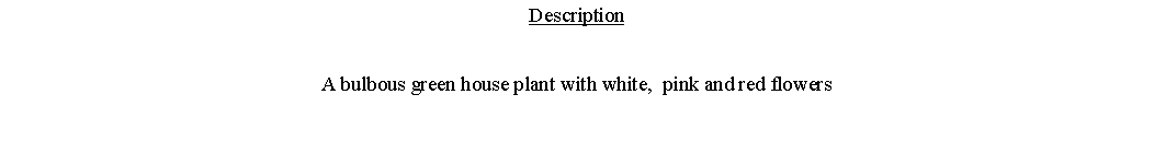 Text Box: DescriptionA bulbous green house plant with white,  pink and red flowers 