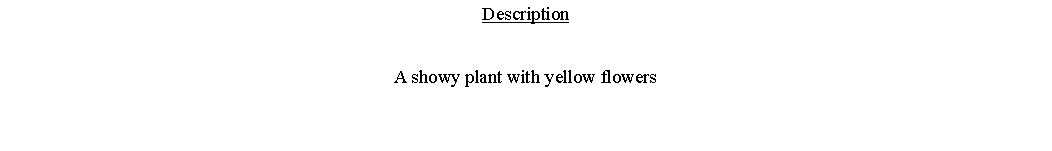 Text Box: DescriptionA showy plant with yellow flowers 