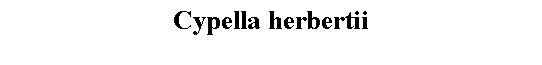 Text Box: Cypella herbertii 