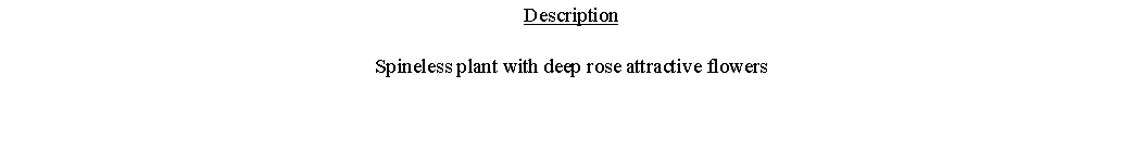 Text Box: DescriptionSpineless plant with deep rose attractive flowers 