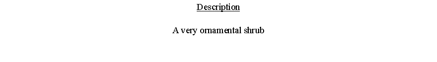 Text Box: DescriptionA very ornamental shrub 