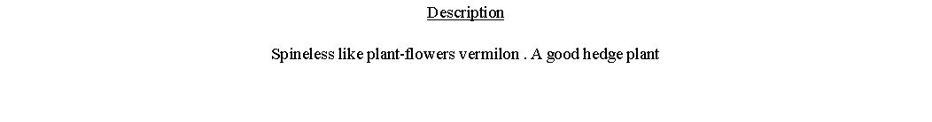 Text Box: DescriptionSpineless like plant-flowers vermilon . A good hedge plant 