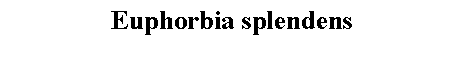 Text Box: Euphorbia splendens 