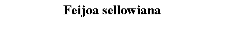 Text Box: Feijoa sellowiana 