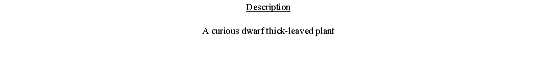 Text Box: DescriptionA curious dwarf thick-leaved plant 