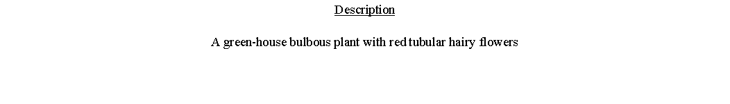 Text Box: DescriptionA green-house bulbous plant with red tubular hairy flowers 