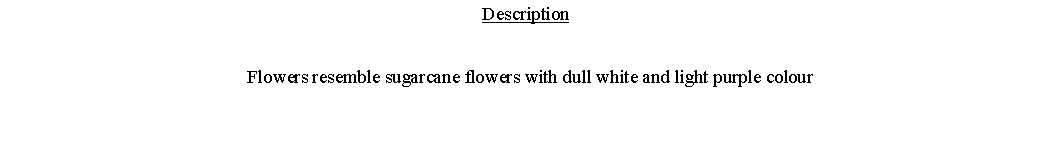 Text Box: Description  Flowers resemble sugarcane flowers with dull white and light purple colour 