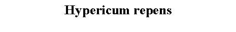 Text Box: Hypericum repens 