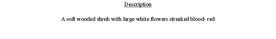 Text Box: DescriptionA soft wooded shrub with large white flowers streaked blood- red 