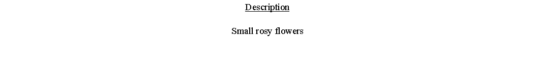 Text Box: DescriptionSmall rosy flowers 