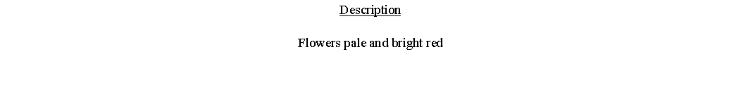 Text Box: DescriptionFlowers pale and bright red 