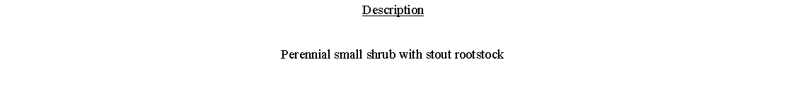 Text Box: DescriptionPerennial small shrub with stout rootstock 