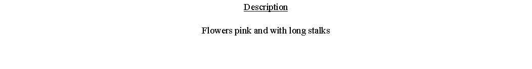 Text Box: DescriptionFlowers pink and with long stalks 