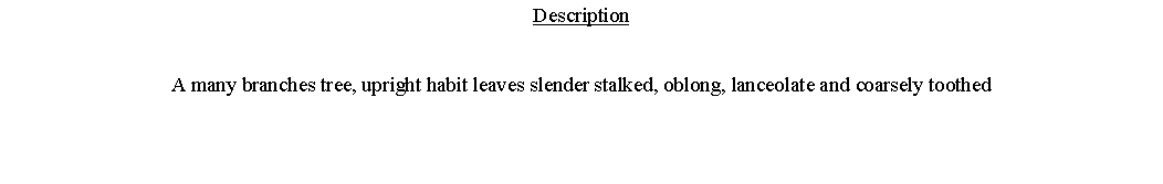 Text Box: DescriptionA many branches tree, upright habit leaves slender stalked, oblong, lanceolate and coarsely toothed