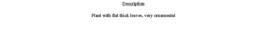 Text Box: DescriptionPlant with flat thick leaves, very ornamental 
