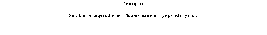 Text Box: DescriptionSuitable for large rockeries.  Flowers borne in large panicles yellow 