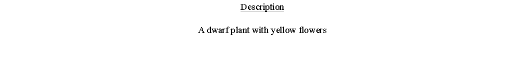 Text Box: DescriptionA dwarf plant with yellow flowers  